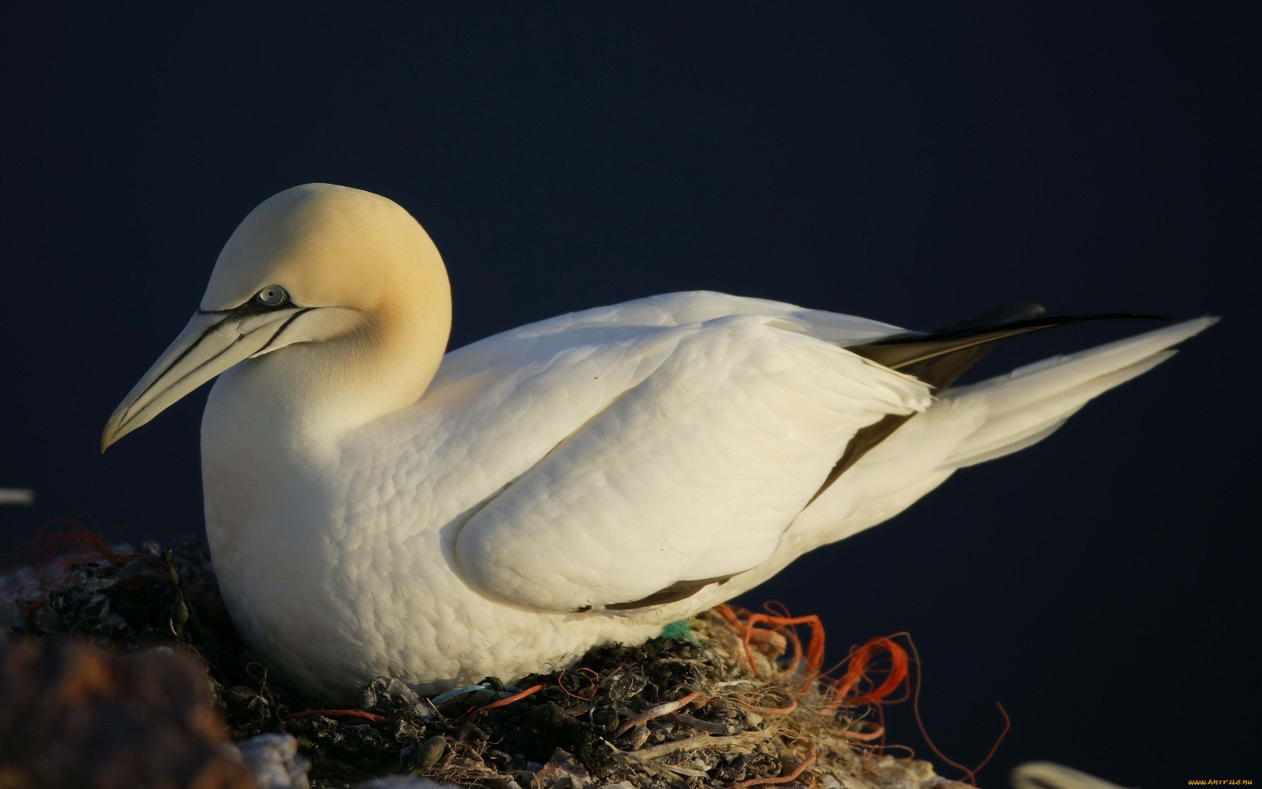 bird, on, the, nest, , , , , 